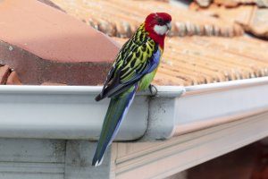 parrot cleaning gutter Mount Gravatt